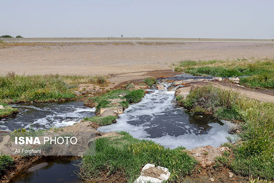 کشاورزی با پساب صنعتی در ساوه